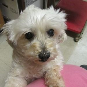 Meet your Posher, Mary